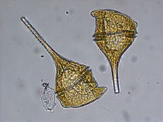 ceratium